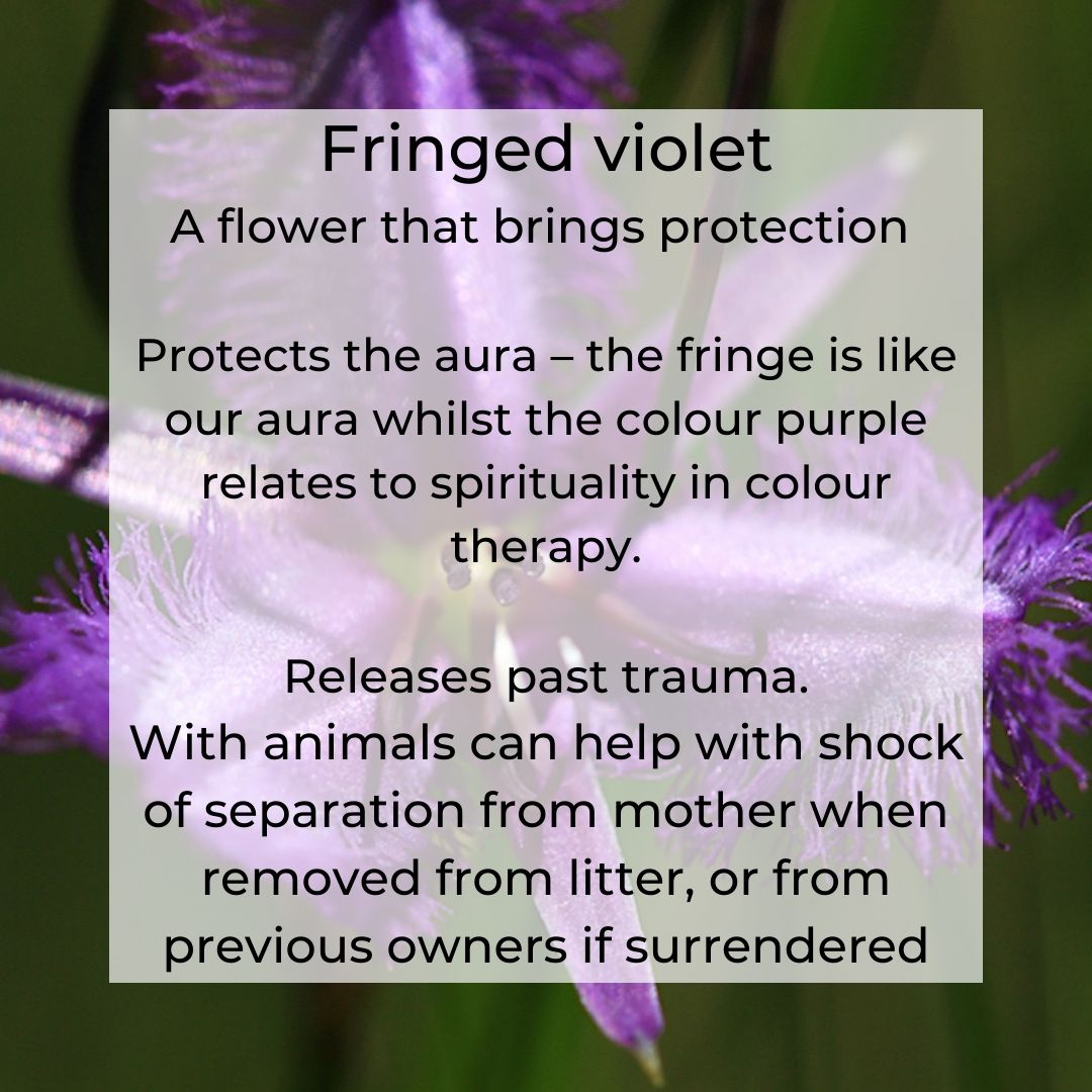 Fringed Violet protects the aura and releases past trauma