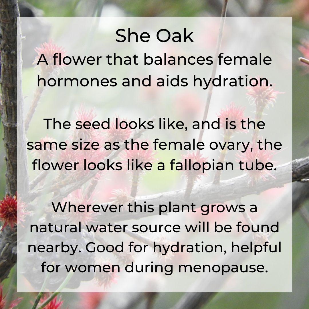 She Oak helps balancing female hoemones and aids hydration