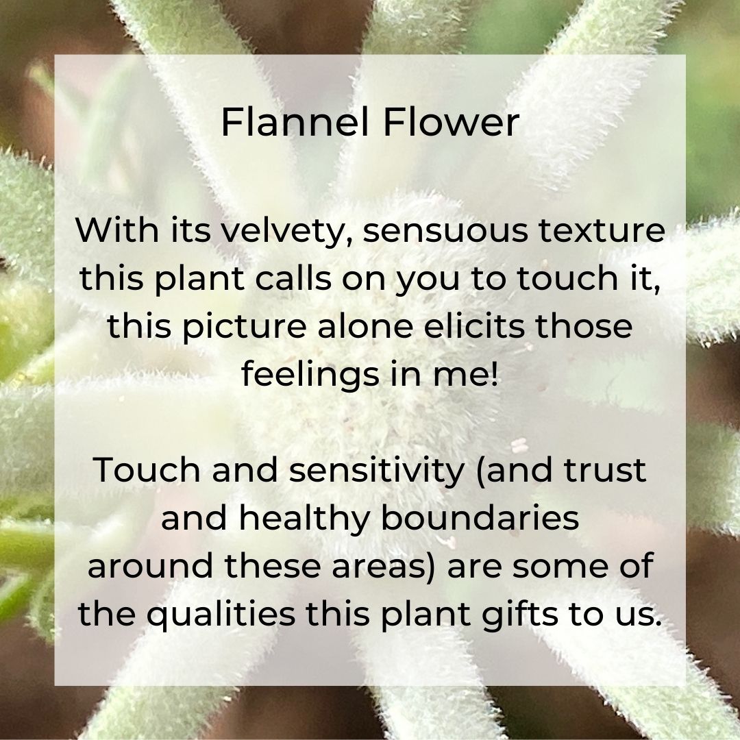 Flannel Flower helps a person establish healthy noundaries and be comfortable with being touched