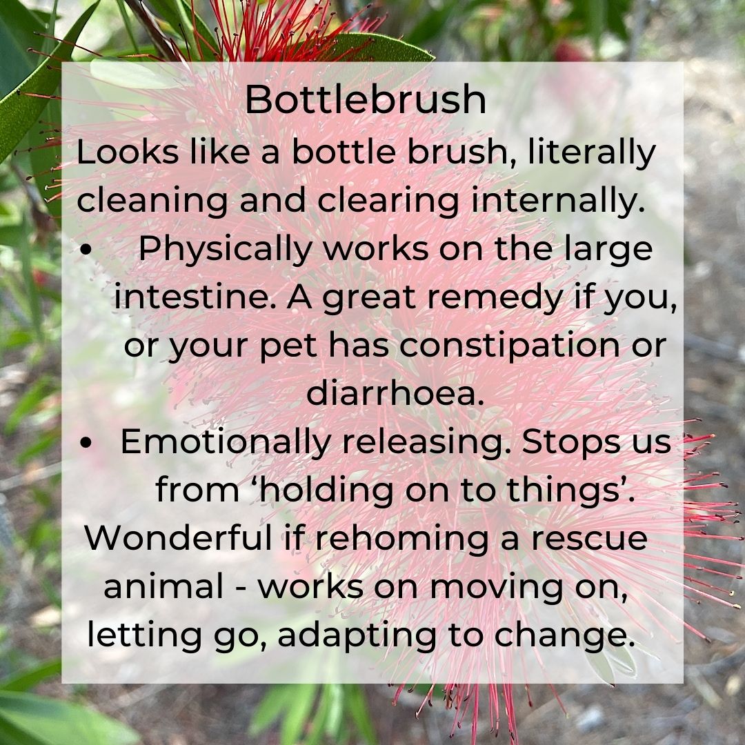 Bottle Brush helps with intestine, moving on emotionally and letting, adapting to change.